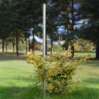Tree Pole