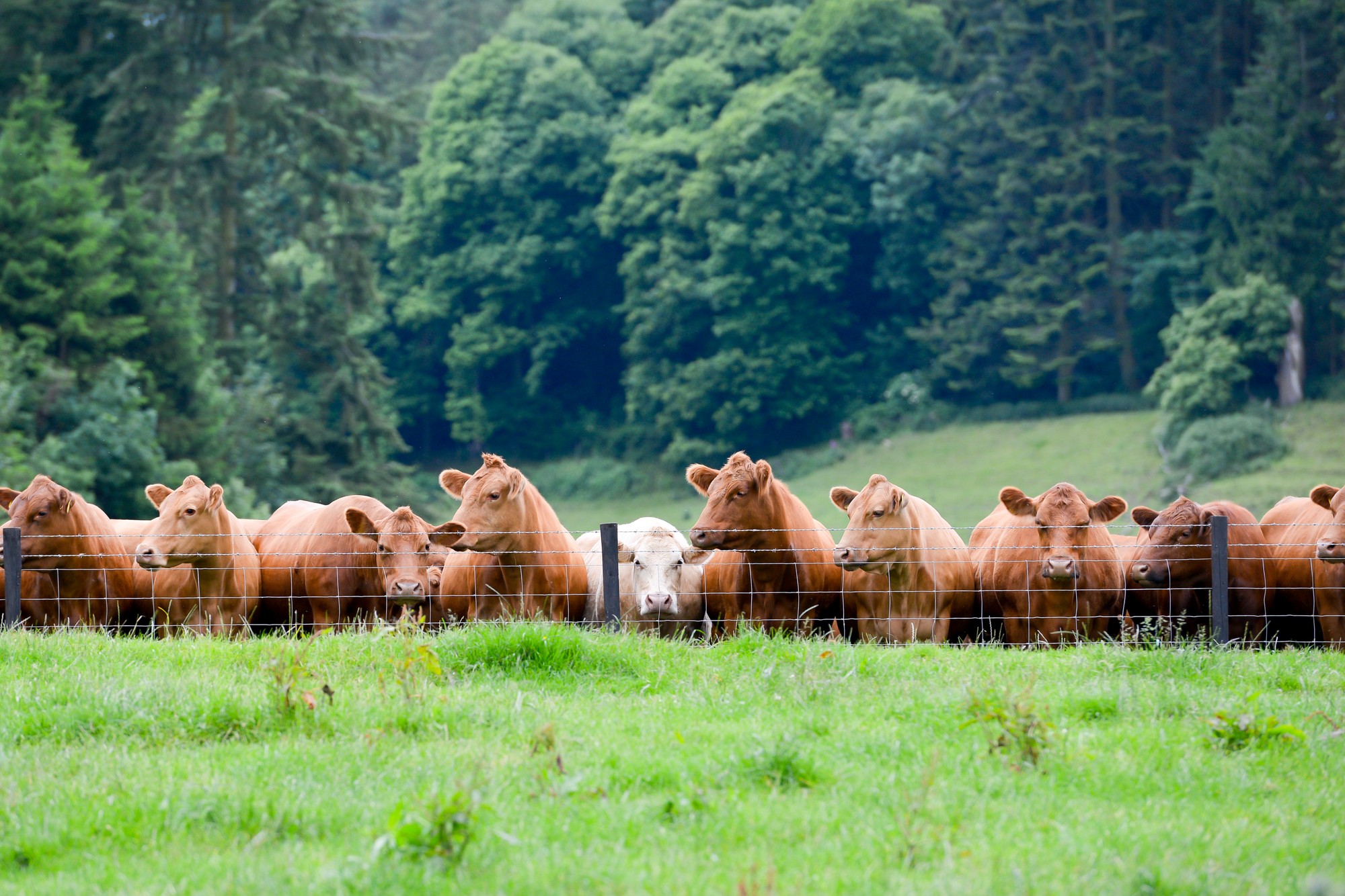 The benefit's of regulary maintaining Agricultural Fencing